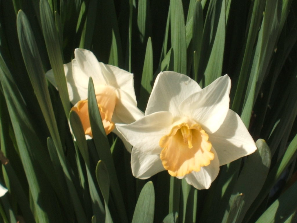 daffodils