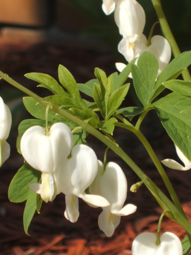 Beautiful white bleeding heart flowers in full bloom.