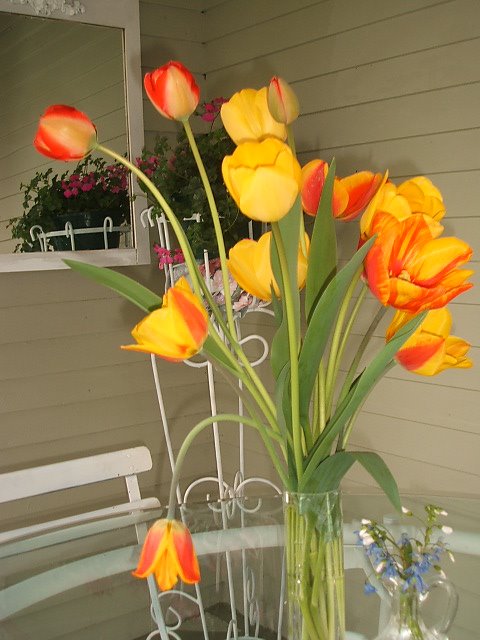 tulips for spring