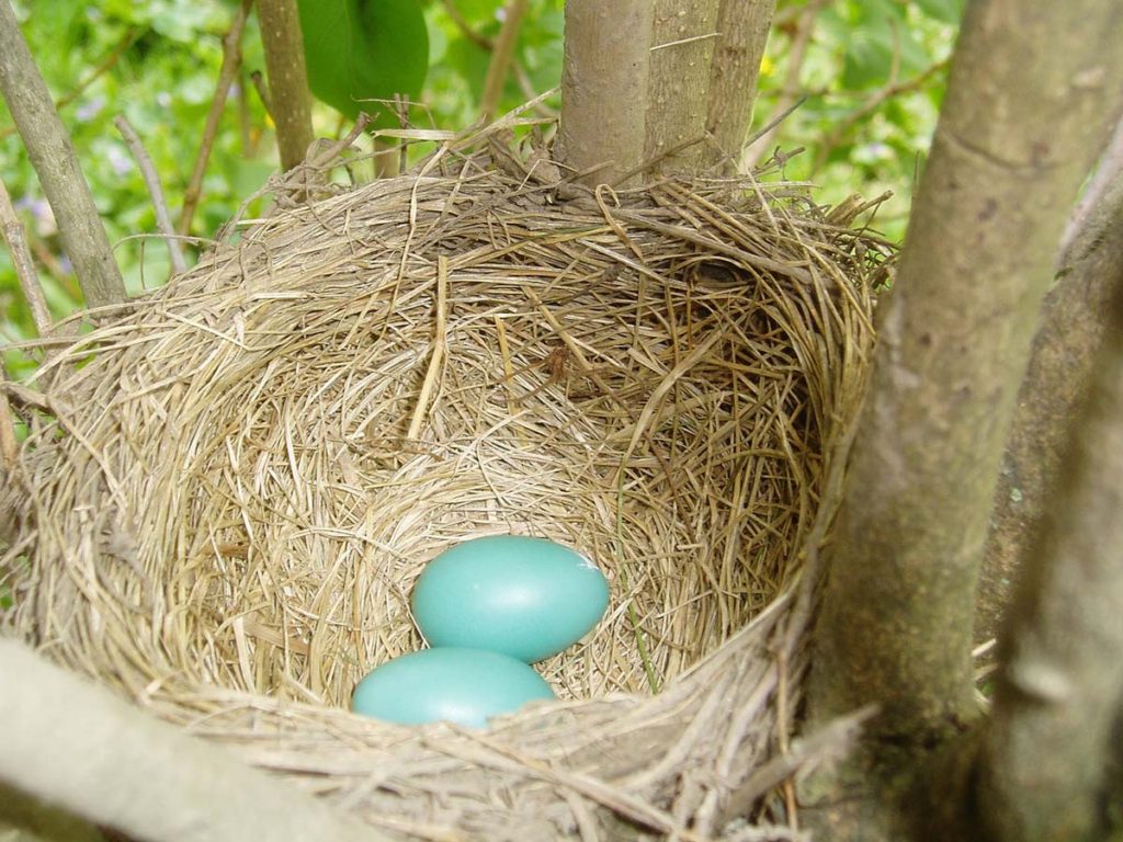 Robins eggs in a nest. REjoice and be glad.