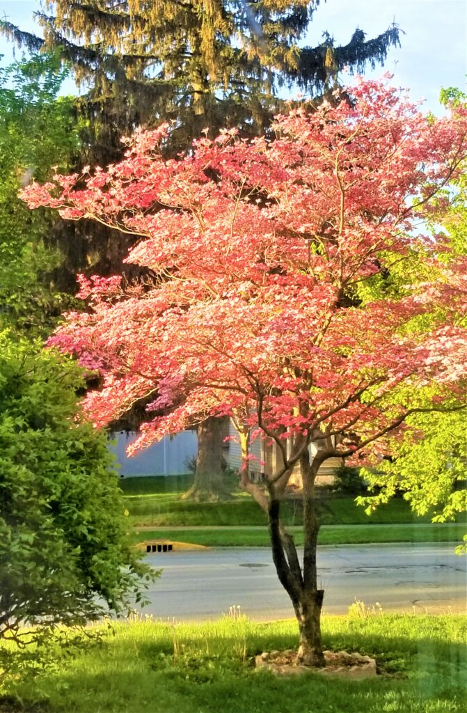 red-dogwood-tree