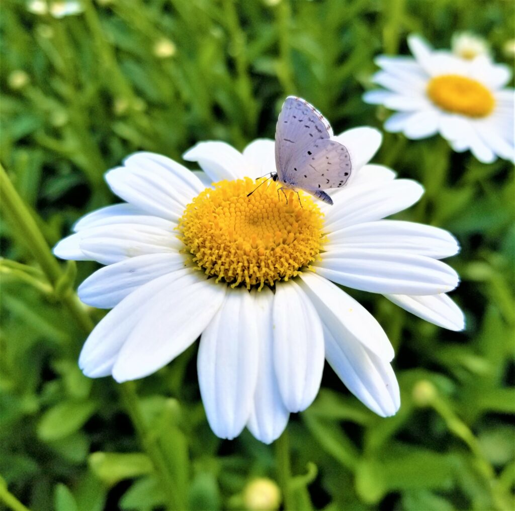 butterfly-on-daisy