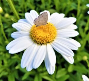 butterfly-on-daisy