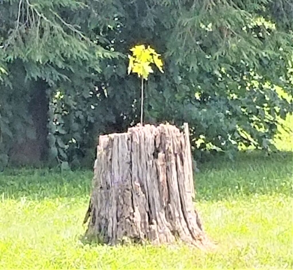 dead-stump-new-tree-sprout